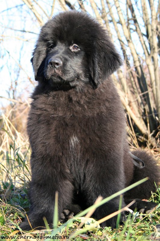 Фотография № 195287