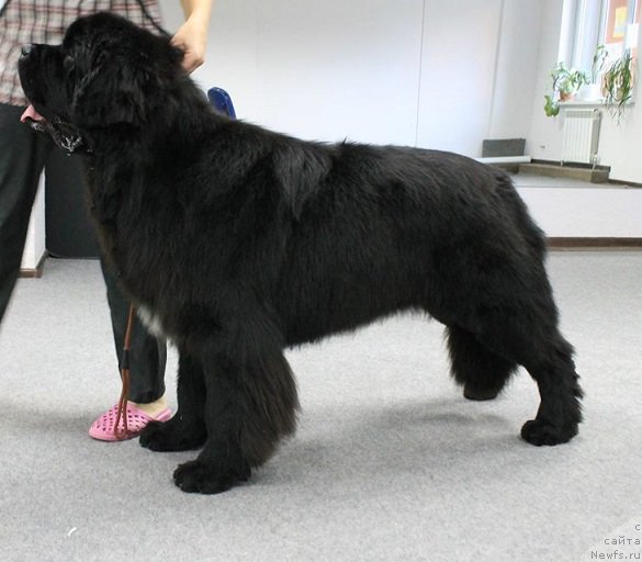 Фотография № 195291