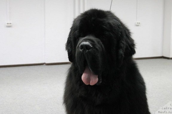 Фотография № 195292