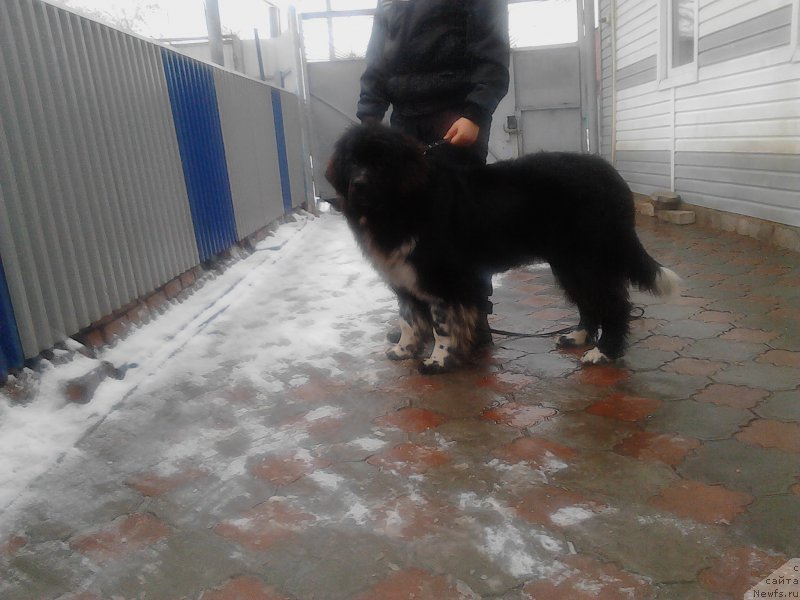 Фото: ньюфаундленд Еверия от Сибирского Медведя