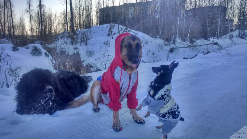 Фото: ньюфаундленд Смигар Волна Успеха