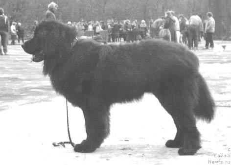 Фото: ньюфаундленд Янус