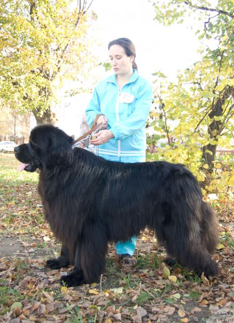 Фото: ньюфаундленд Юган с Тоянова Городка (Ygan s Toyanova Gorodka)