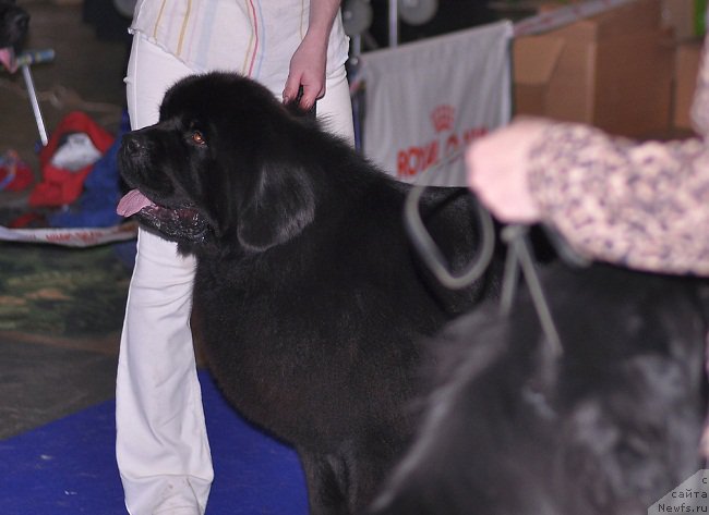 Фото: ньюфаундленд Цезарион Оливер Грей