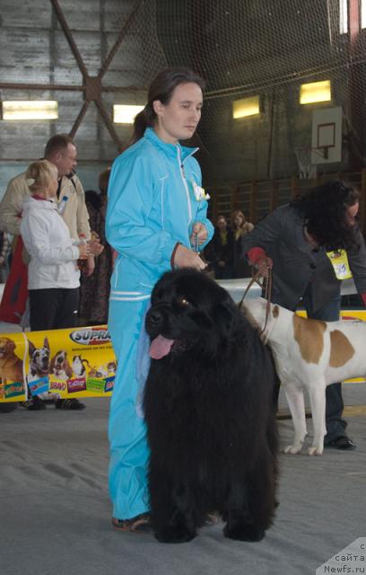 Фото: ньюфаундленд Юган с Тоянова Городка (Ygan s Toyanova Gorodka)