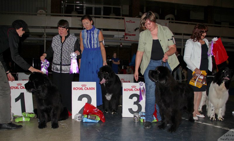 Фото: ньюфаундленд Ньюфорт Бавария, ньюфаундленд Ньюфорт Азет Абайя, Ак Дискавери, Берегиня Шакира