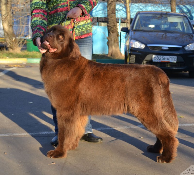 Фото: ньюфаундленд Браунблад МСК Хриса Хаккет Оллен (Brownblood MSK Hrica Hacket Ollen)