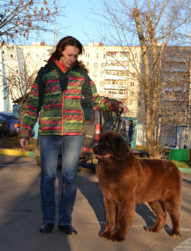 Фото: ньюфаундленд Браунблад МСК Хриса Хаккет Оллен (Brownblood MSK Hrica Hacket Ollen), Елена Спирюкова