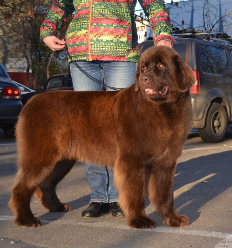 Фото: ньюфаундленд Браунблад МСК Хриса Хаккет Оллен (Brownblood MSK Hrica Hacket Ollen)