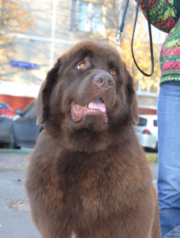 Фото: ньюфаундленд Браунблад МСК Хриса Хаккет Оллен (Brownblood MSK Hrica Hacket Ollen)