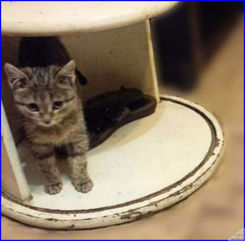 Фотография № 195328