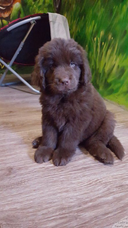 Фото: ньюфаундленд Черный Балу Златогор (Cherniy Balu Zlatogor)