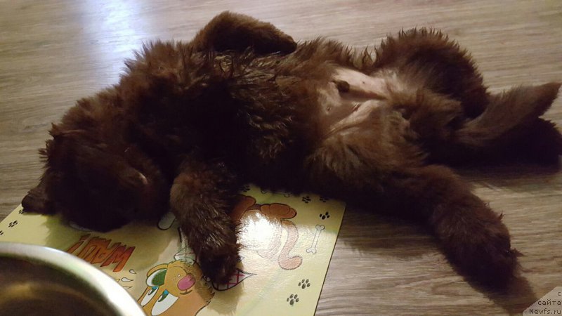 Фото: ньюфаундленд Черный Балу Златогор (Cherniy Balu Zlatogor)