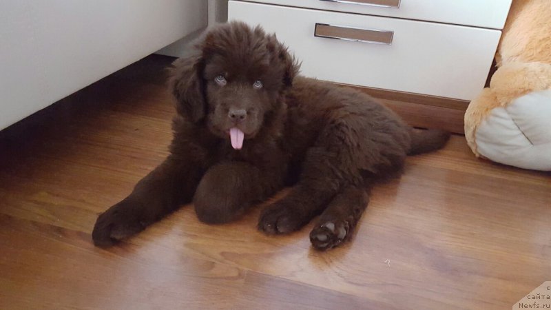 Фото: ньюфаундленд Черный Балу Златогор (Cherniy Balu Zlatogor)
