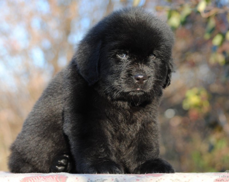 Фотография № 195338