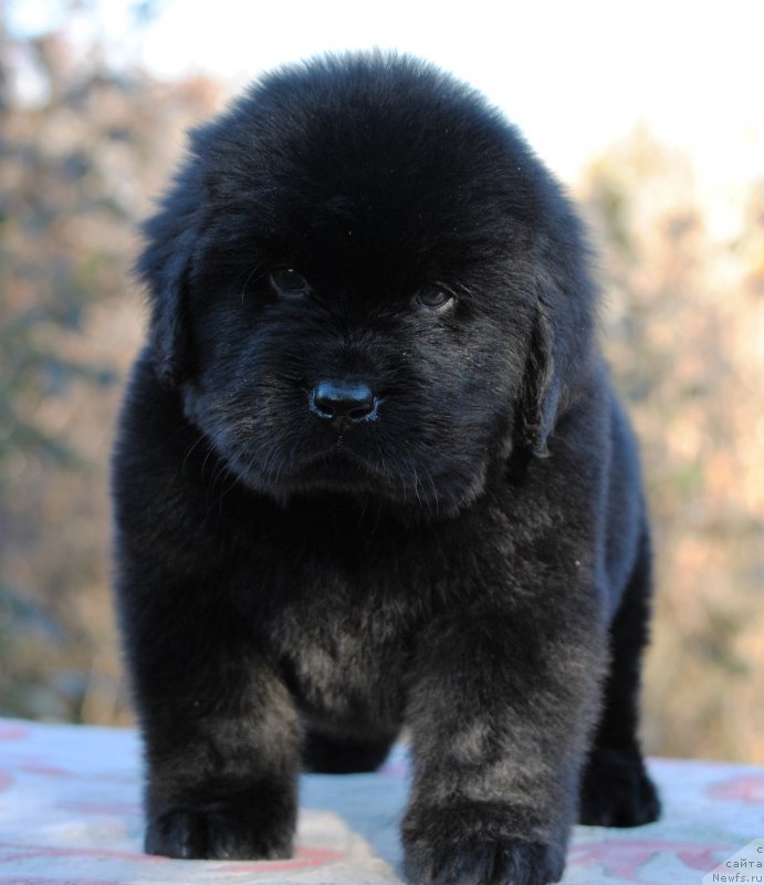 Фотография № 195344