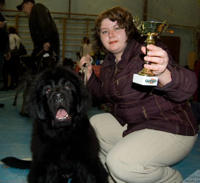 Фото: ньюфаундленд Супер Премиум Вашингтон, Елена Тищенко