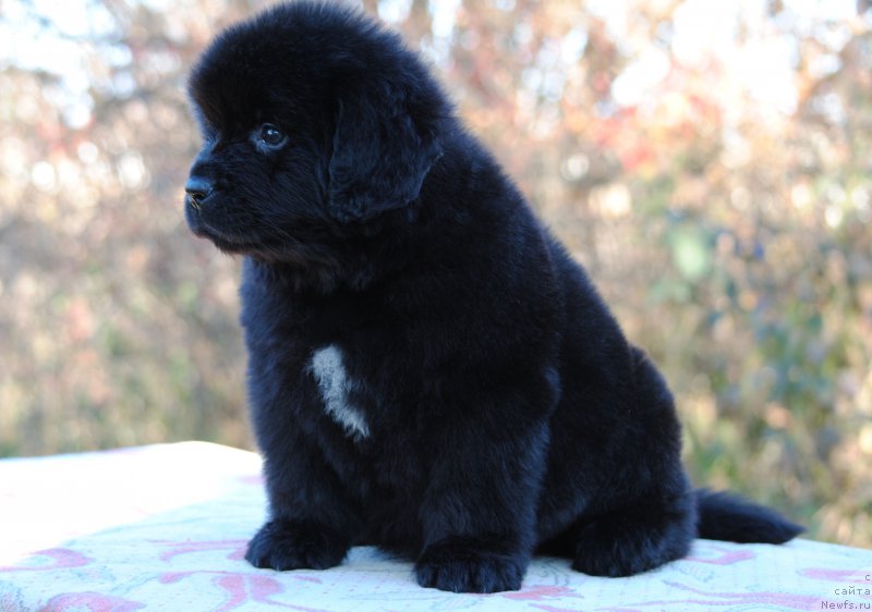 Фотография № 195350