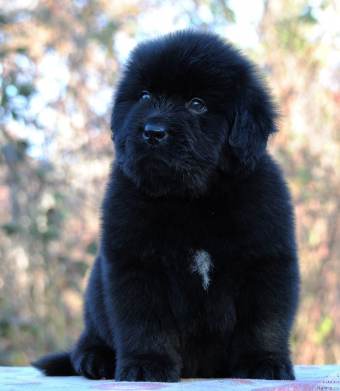 Фотография № 195361