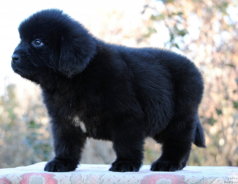 Фотография № 195362