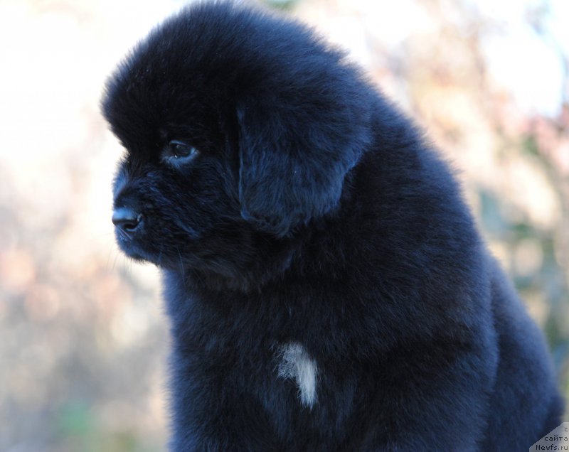 Фотография № 195364