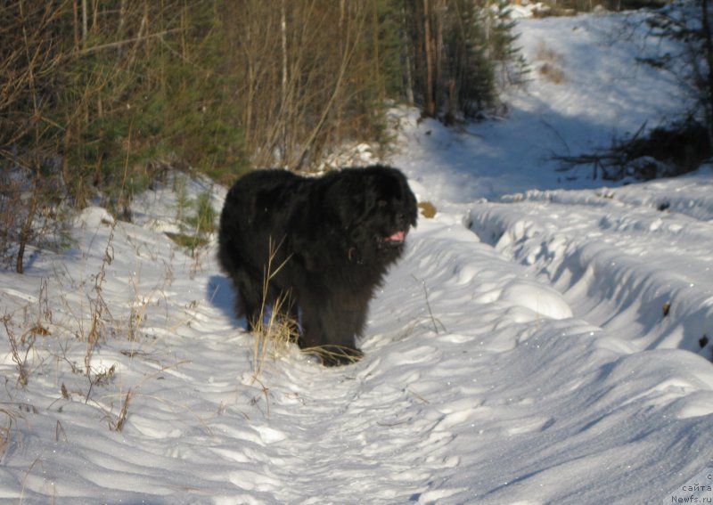 Фото: ньюфаундленд Смигар Волна Успеха