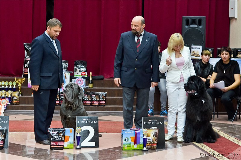 Фото: ньюфаундленд Ньюфорт Астон Мартин для С'Нежной Вьюги
