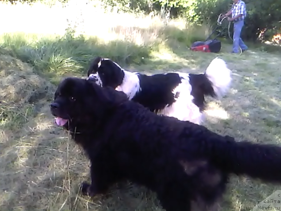 Фото: ньюфаундленд Бавария (Bavariya), ньюфаундленд Ла Бель Мишель (La Belle Michaela)