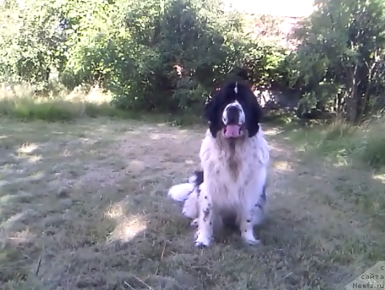 Фото: ньюфаундленд Ла Бель Мишель (La Belle Michaela)