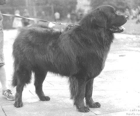 Фото: ньюфаундленд Унфэд Ларс