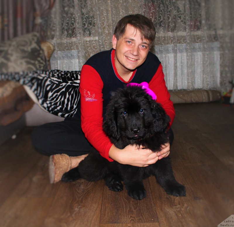 Фото: ньюфаундленд Черный Балу Зазноба Души Моей, Андрей Хвостенко