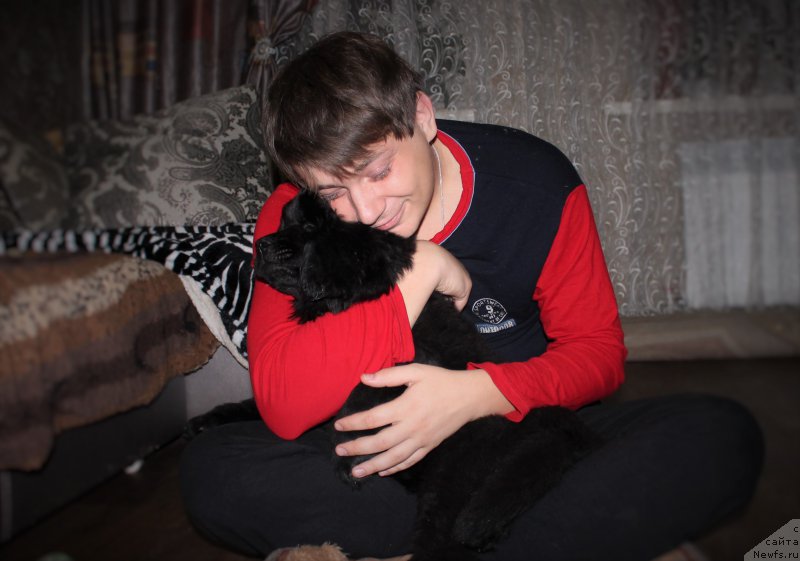 Фото: ньюфаундленд Черный Балу Зазноба Души Моей, Андрей Хвостенко
