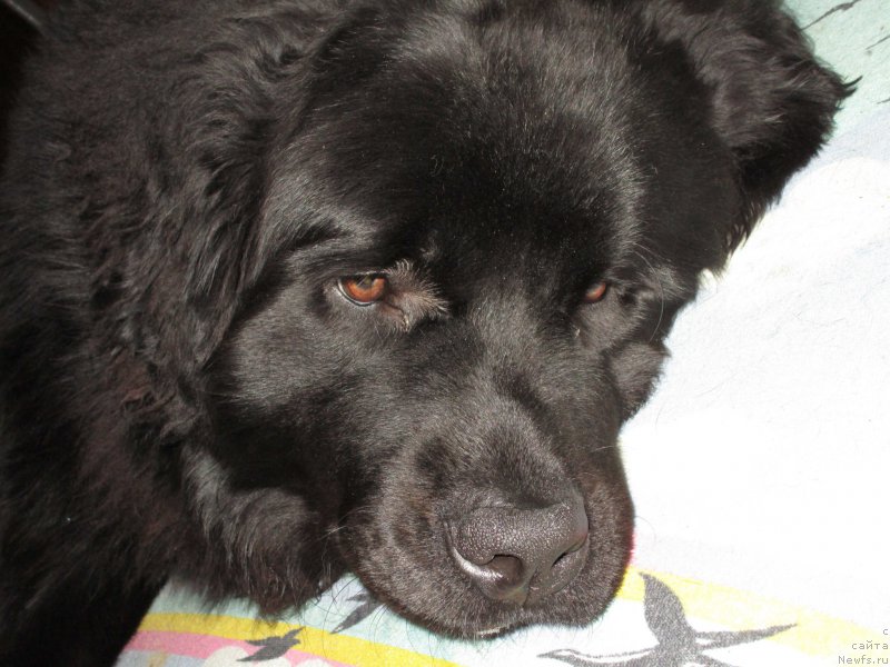 Фото: ньюфаундленд Прометей Громыч