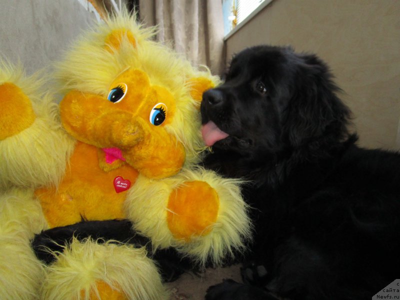 Фото: ньюфаундленд Прометей Громыч