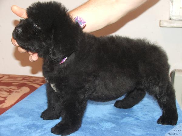 Фото: ньюфаундленд Плюшевая Панда Мистер Икс