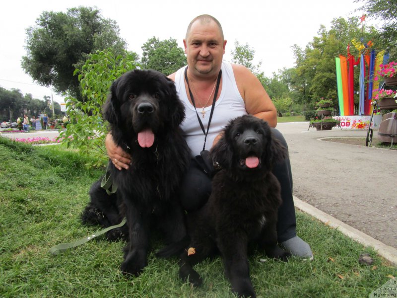 Фото: ньюфаундленд Прометей Громыч