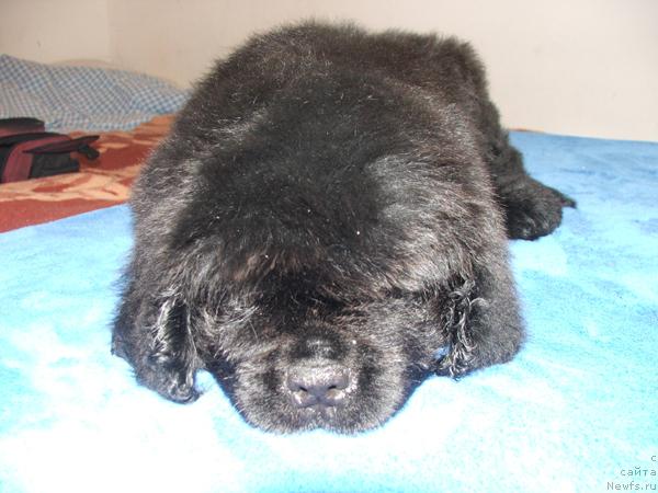 Фото: ньюфаундленд Плюшевая Панда Ми-Ми-Но