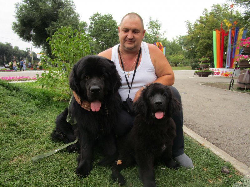 Фото: ньюфаундленд Мишка Гамми