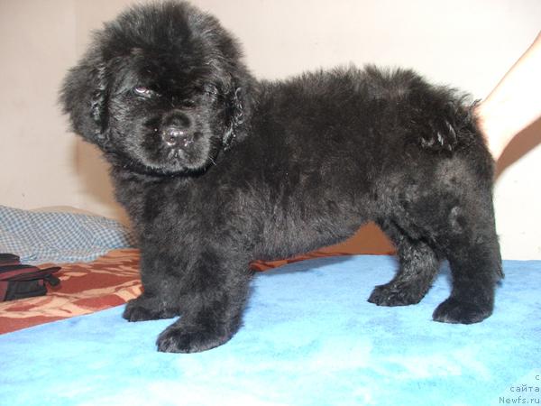 Фото: ньюфаундленд Плюшевая Панда Ми-Ми-Но