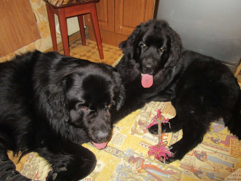 Фото: ньюфаундленд Мишка Гамми