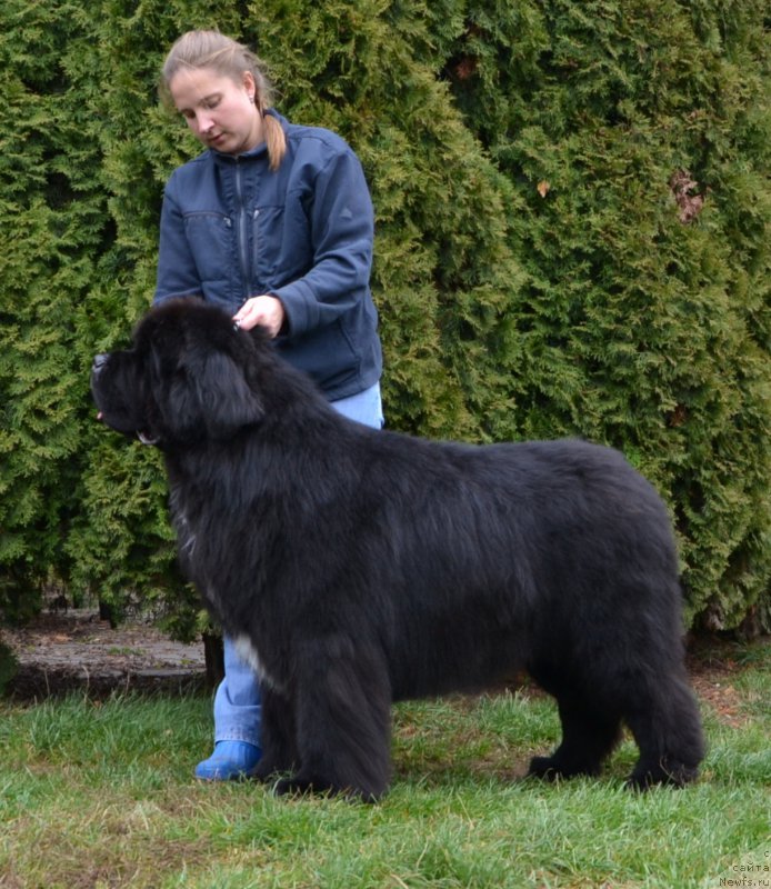 Фото: ньюфаундленд Likefather Like Son Midnight Bear, Анастасия Заливако