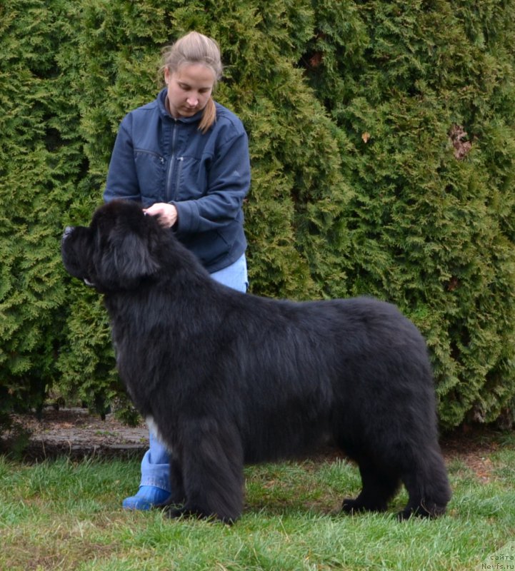 Фото: ньюфаундленд Likefather Like Son Midnight Bear, Анастасия Заливако
