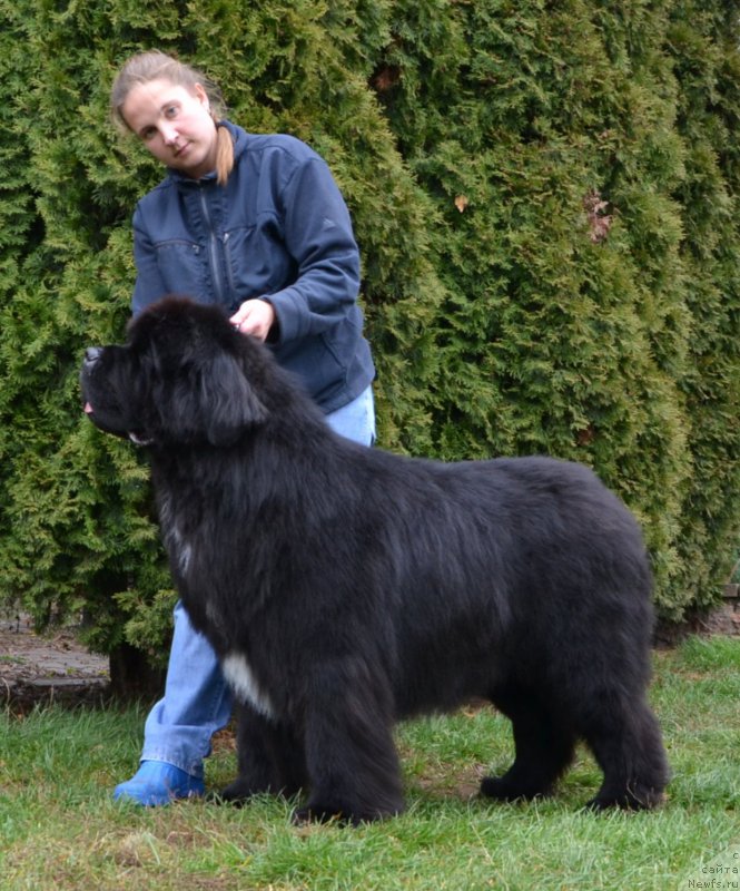 Фото: ньюфаундленд Likefather Like Son Midnight Bear, Анастасия Заливако