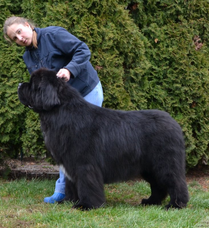 Фото: ньюфаундленд Likefather Like Son Midnight Bear, Анастасия Заливако