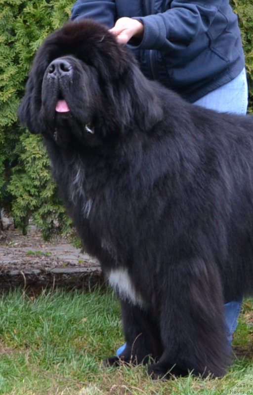 Фото: ньюфаундленд Likefather Like Son Midnight Bear, Анастасия Заливако