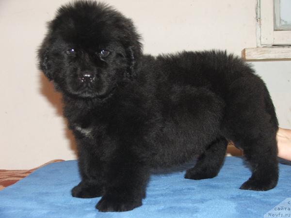 Фото: ньюфаундленд Плюшевая Панда Мона-Лиза