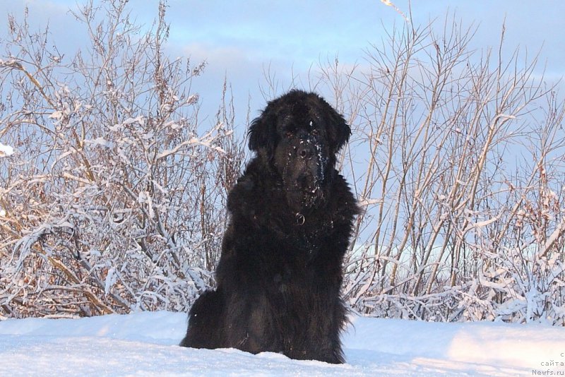 Фотография № 195524