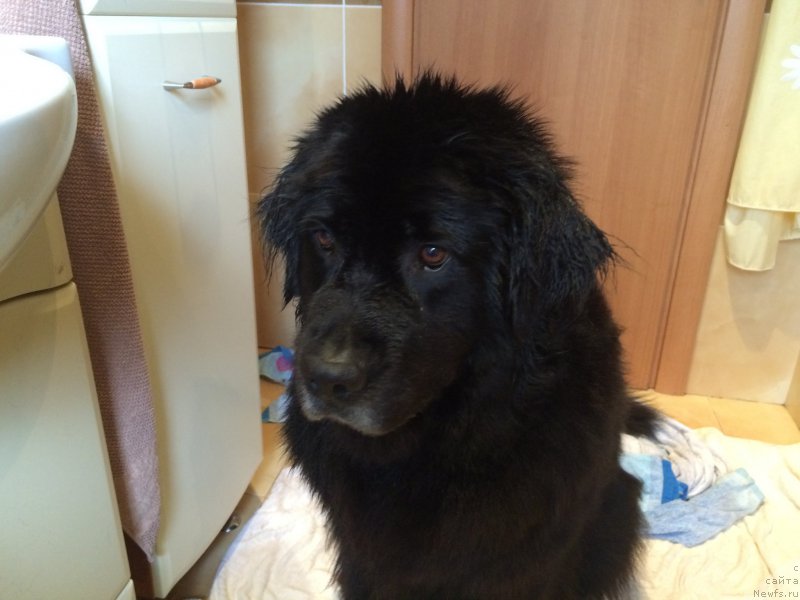 Фото: ньюфаундленд Бонни Флайт