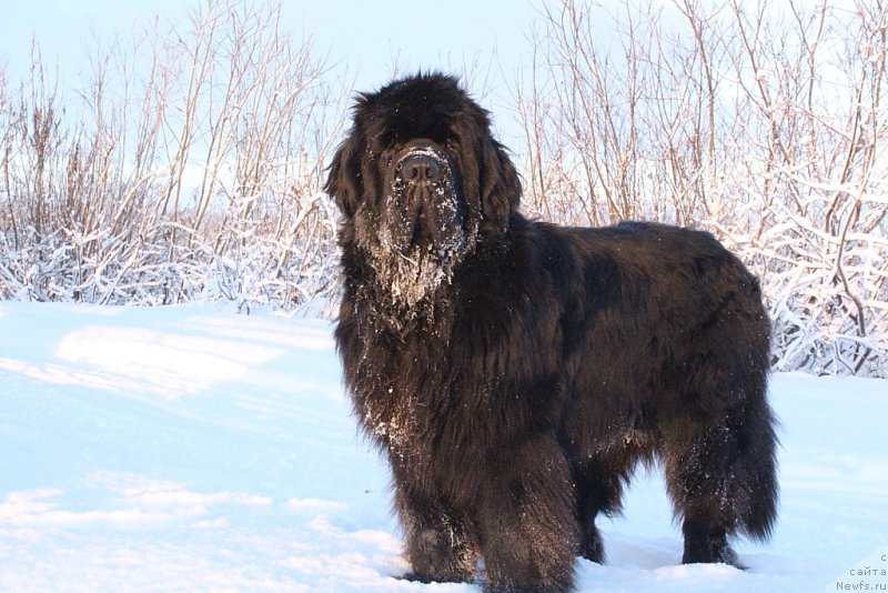 Фотография № 195527