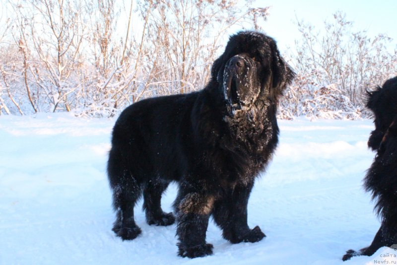 Фото: ньюфаундленд Бегущая по Волнам Зеро Коол